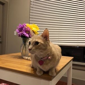 Meet your Posher, Ashok